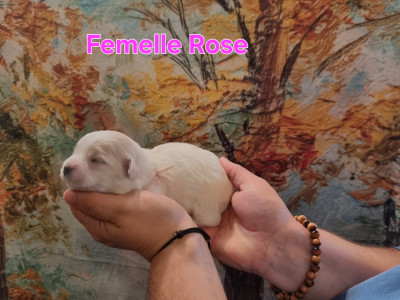 Femelle Rose