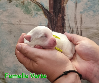 Femelle Vert