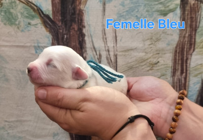 Femelle Bleu