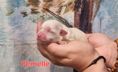 Femelle blanche