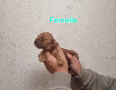 Chiot N°2