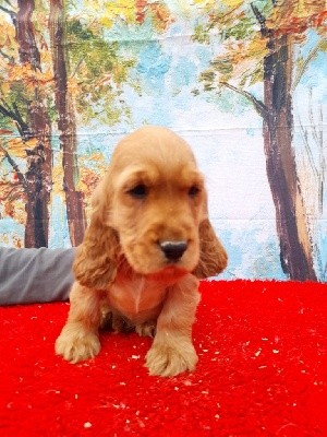 CHIOT