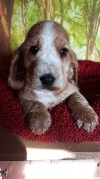 PRINCE