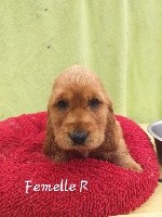 PRALINE
