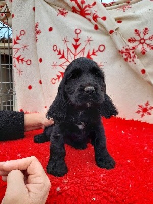 CHIOT