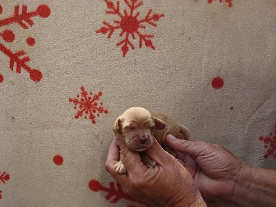 CHIOT 1