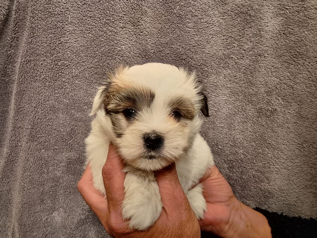 des bois de la bro - Chiots disponibles - Coton de Tulear