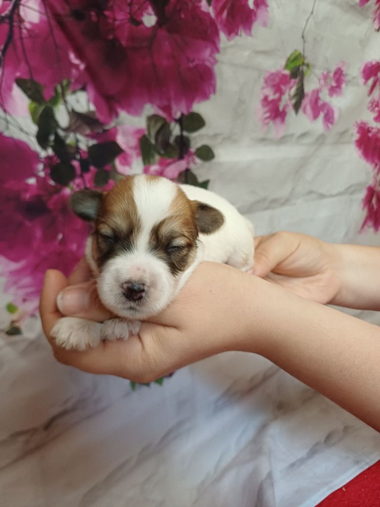 des bois de la bro - Chiots disponibles - Coton de Tulear