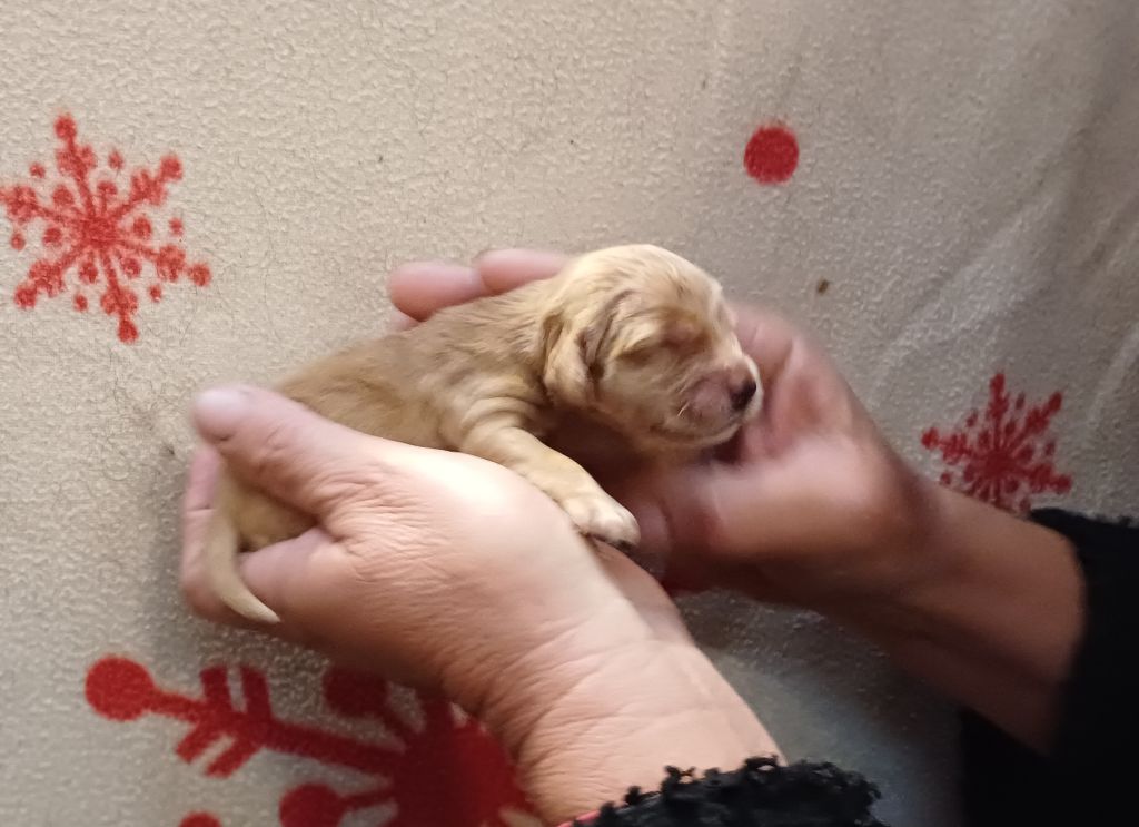 des bois de la bro - Chiots disponibles - Cocker Spaniel Anglais