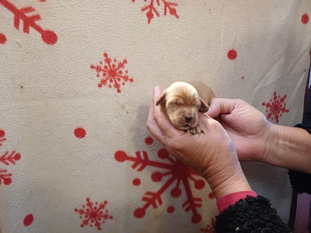 des bois de la bro - Chiots disponibles - Cocker Spaniel Anglais