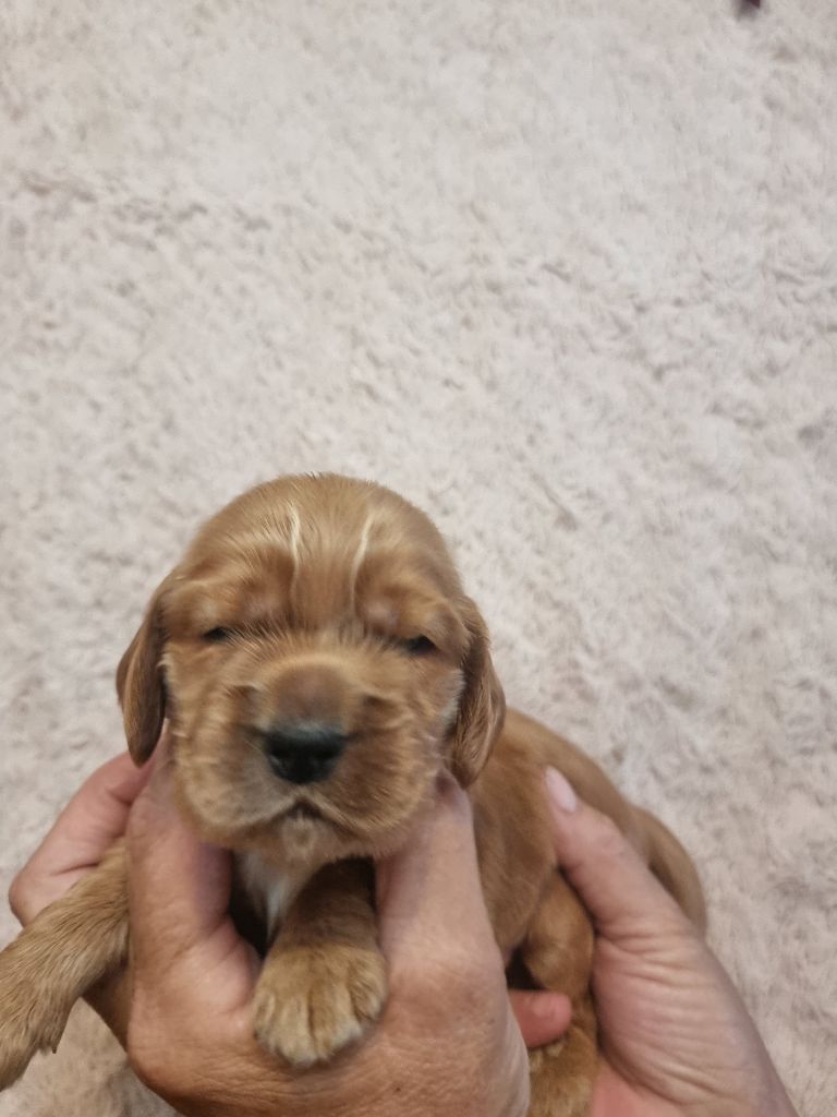 des bois de la bro - Chiots disponibles - Cocker Spaniel Anglais