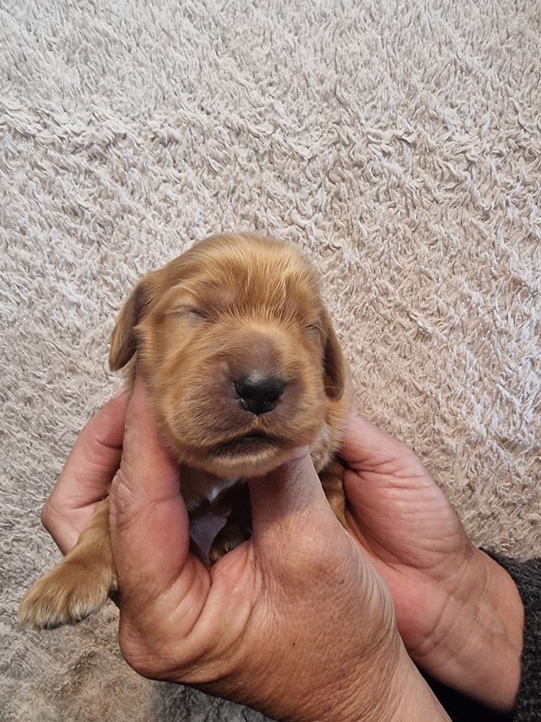 des bois de la bro - Chiots disponibles - Cocker Spaniel Anglais