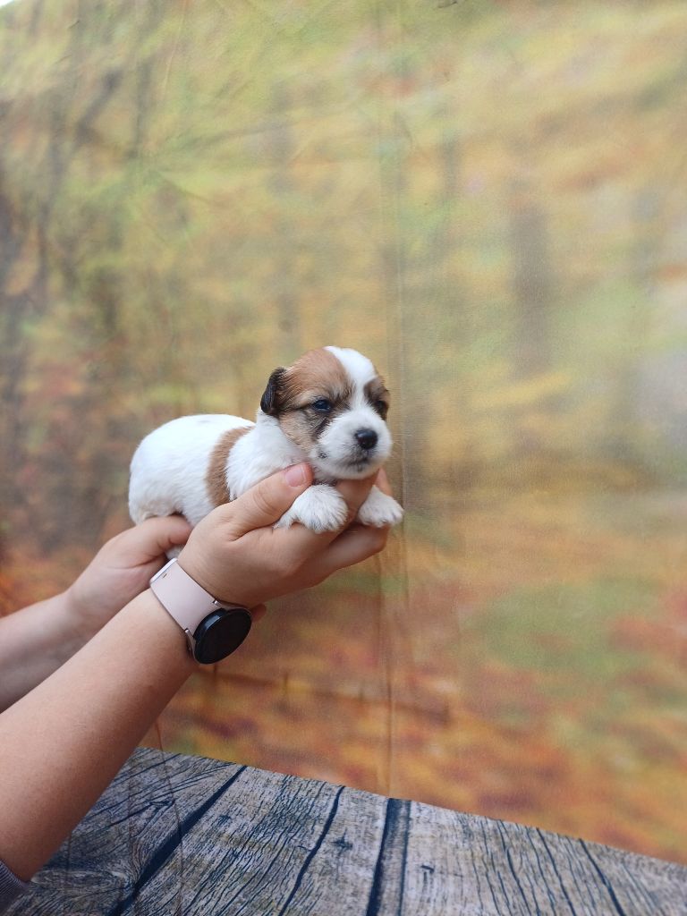 des bois de la bro - Chiots disponibles - Coton de Tulear