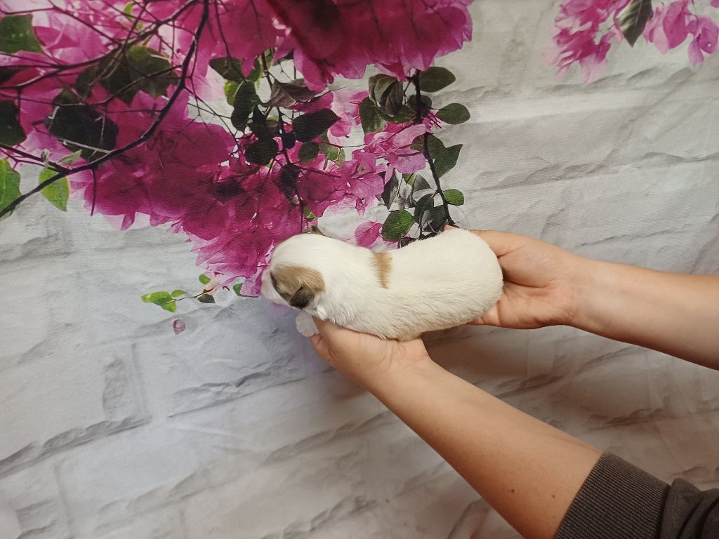 des bois de la bro - Chiots disponibles - Coton de Tulear