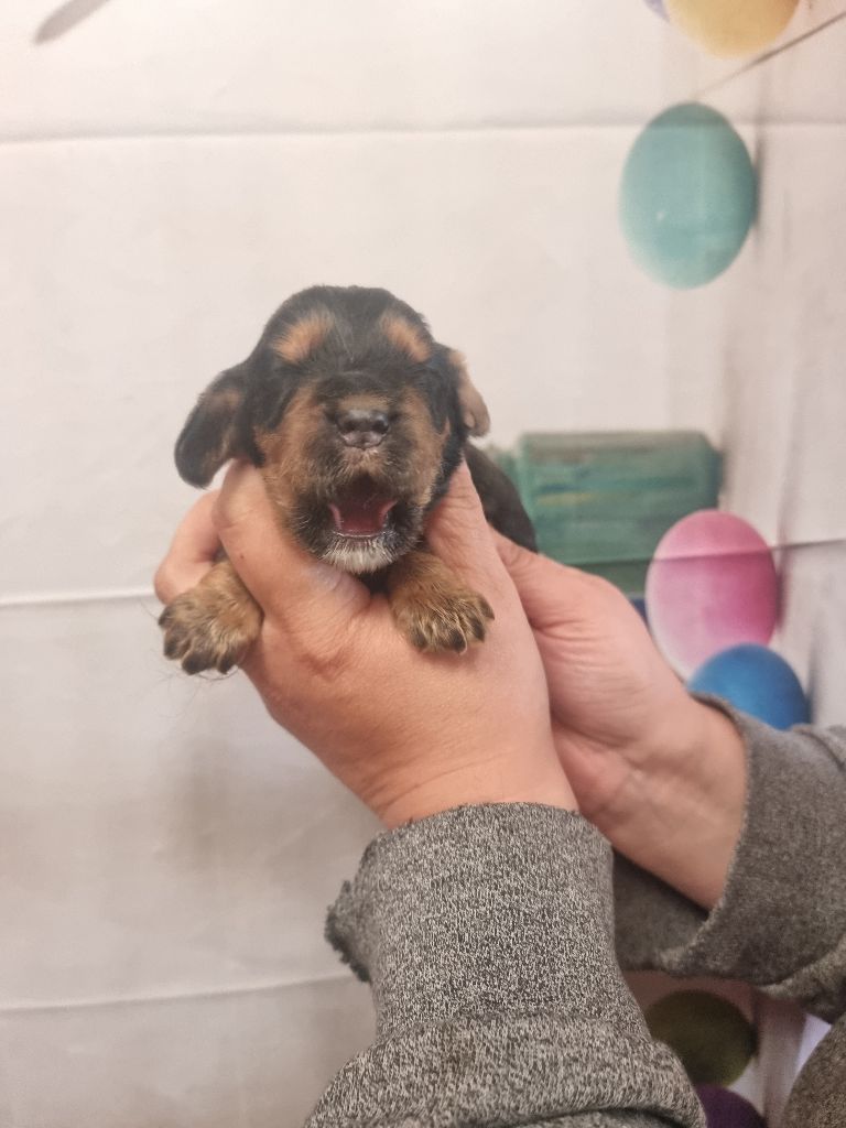 des bois de la bro - Chiots disponibles - Cocker Spaniel Anglais
