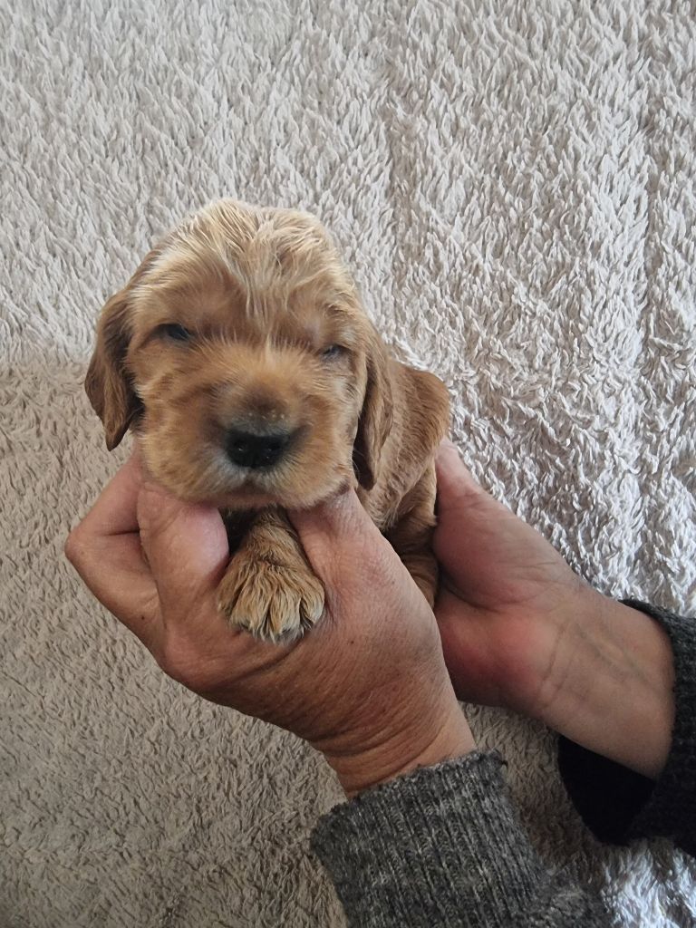 des bois de la bro - Chiots disponibles - Cocker Spaniel Anglais