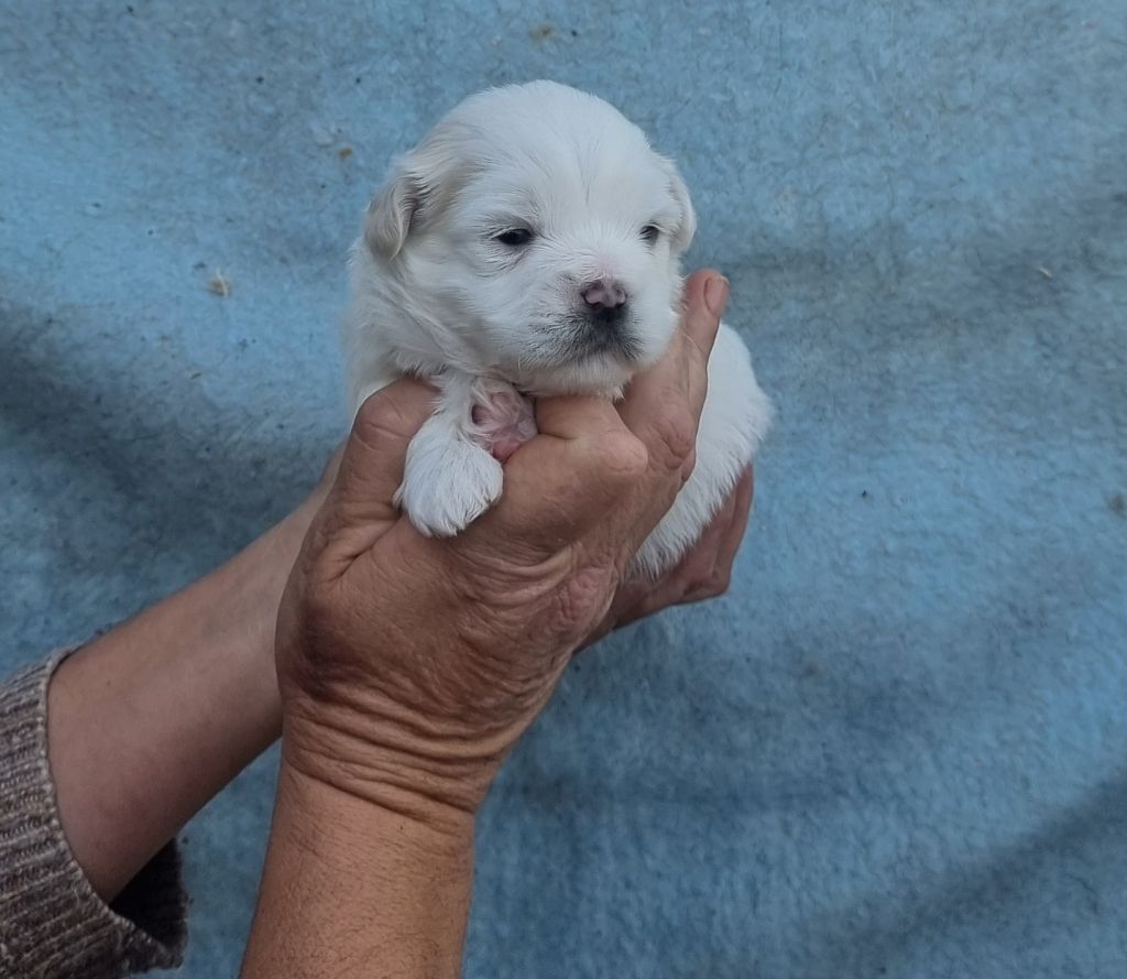 des bois de la bro - Chiots disponibles - Coton de Tulear