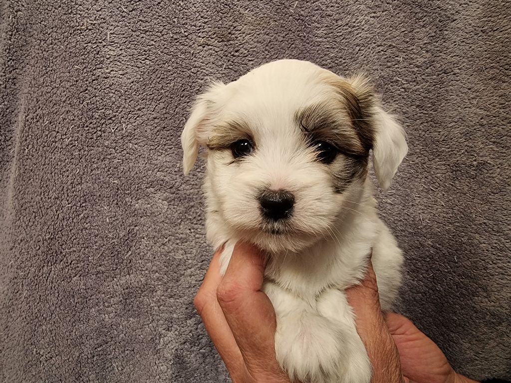 des bois de la bro - Chiots disponibles - Coton de Tulear