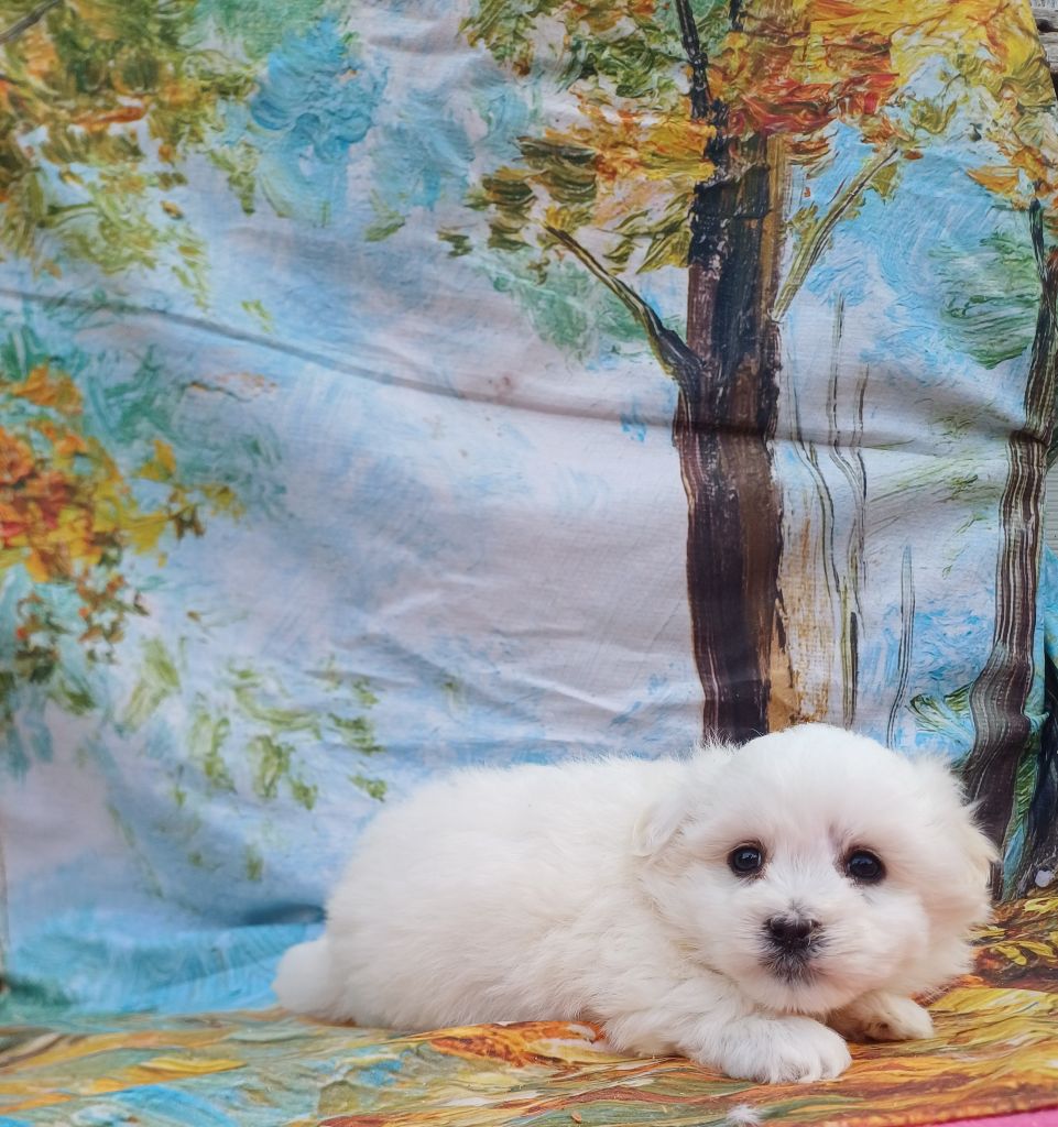 des bois de la bro - Chiots disponibles - Coton de Tulear