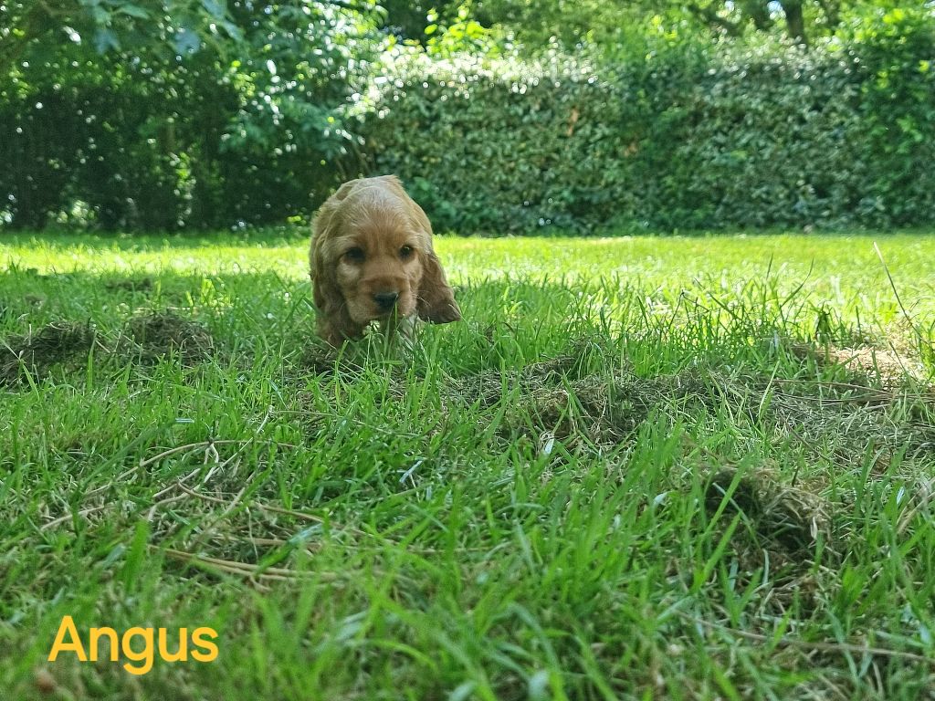 des bois de la bro - Cocker Spaniel Anglais - Portée née le 27/04/2025