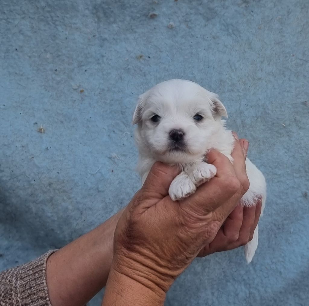 des bois de la bro - Chiots disponibles - Coton de Tulear