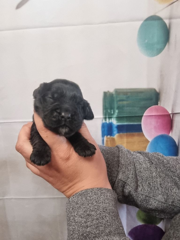 des bois de la bro - Chiots disponibles - Cocker Spaniel Anglais