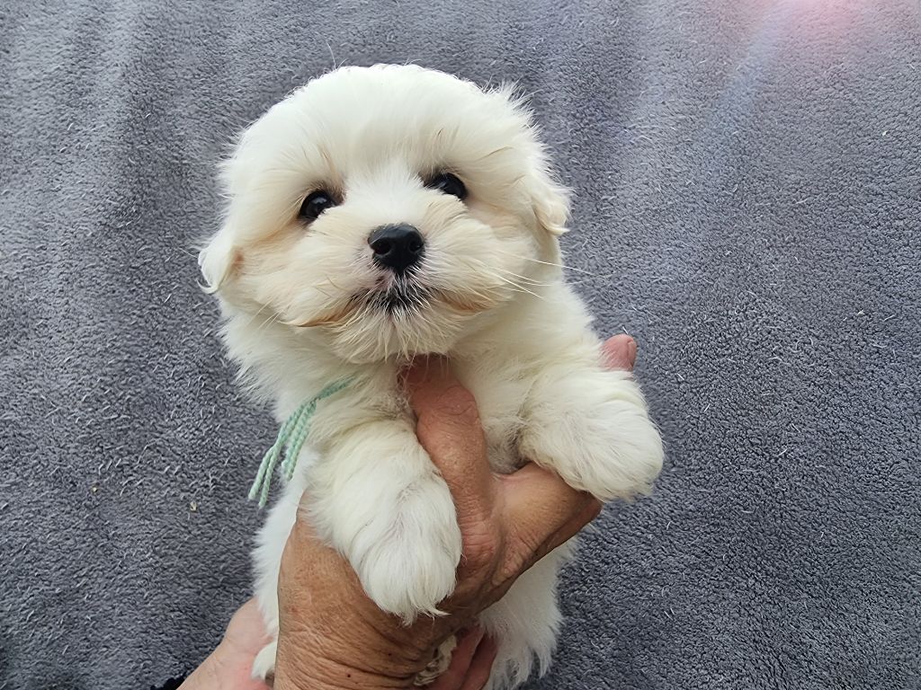 des bois de la bro - Chiots disponibles - Coton de Tulear