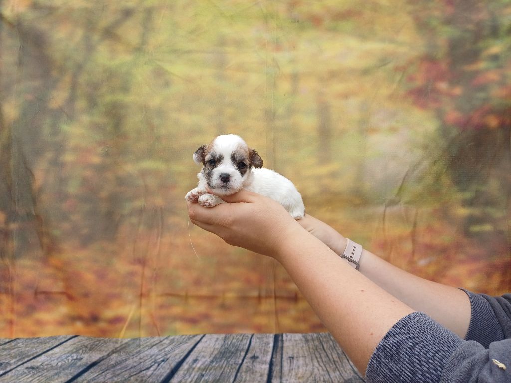 des bois de la bro - Chiots disponibles - Coton de Tulear