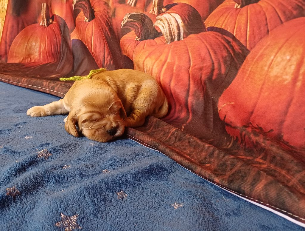 des bois de la bro - Chiots disponibles - Cocker Spaniel Anglais