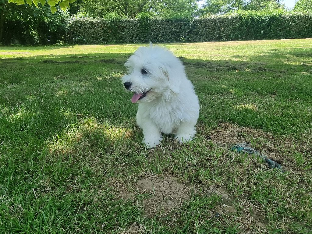 des bois de la bro - Chiots disponibles - Coton de Tulear