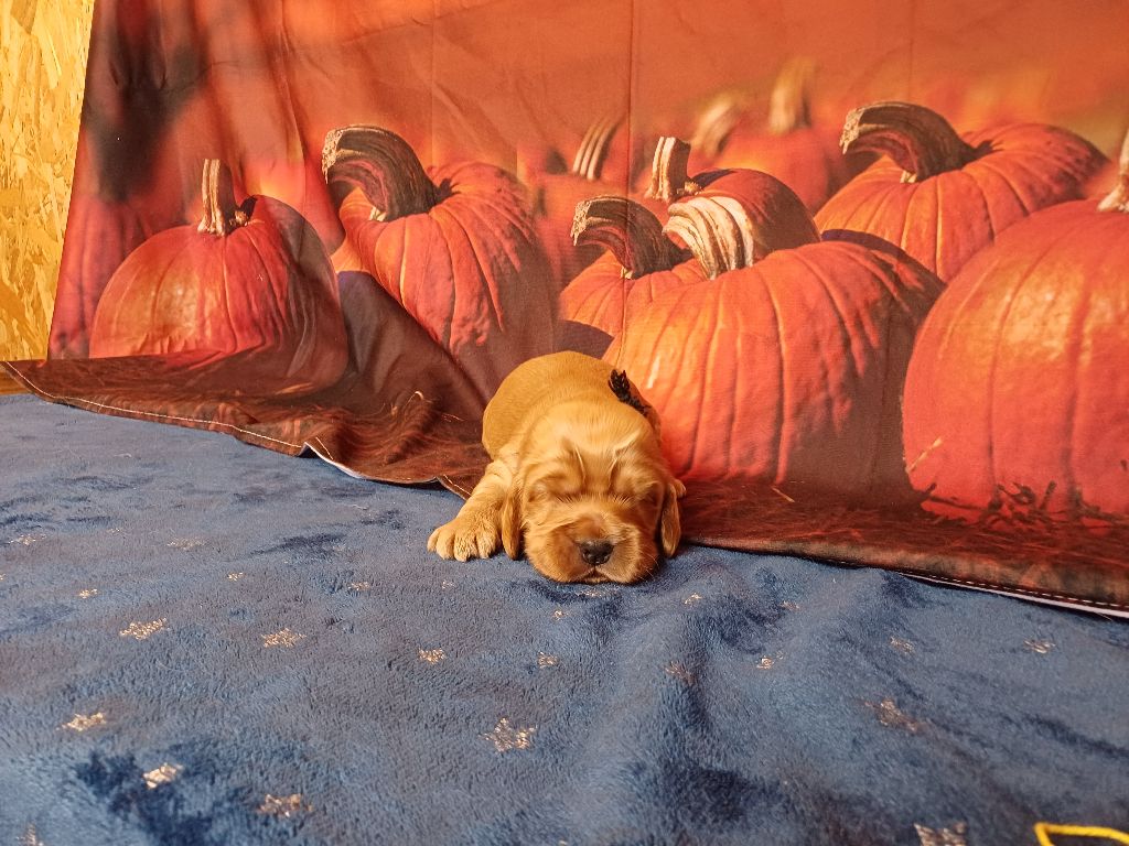 des bois de la bro - Chiots disponibles - Cocker Spaniel Anglais