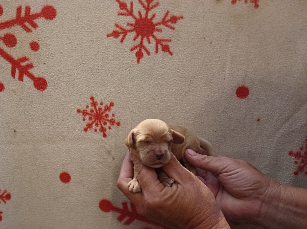 des bois de la bro - Chiots disponibles - Cocker Spaniel Anglais