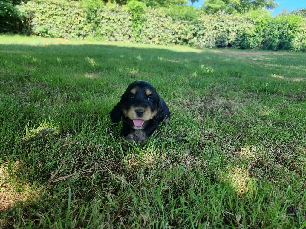 des bois de la bro - Cocker Spaniel Anglais - Portée née le 16/05/2025